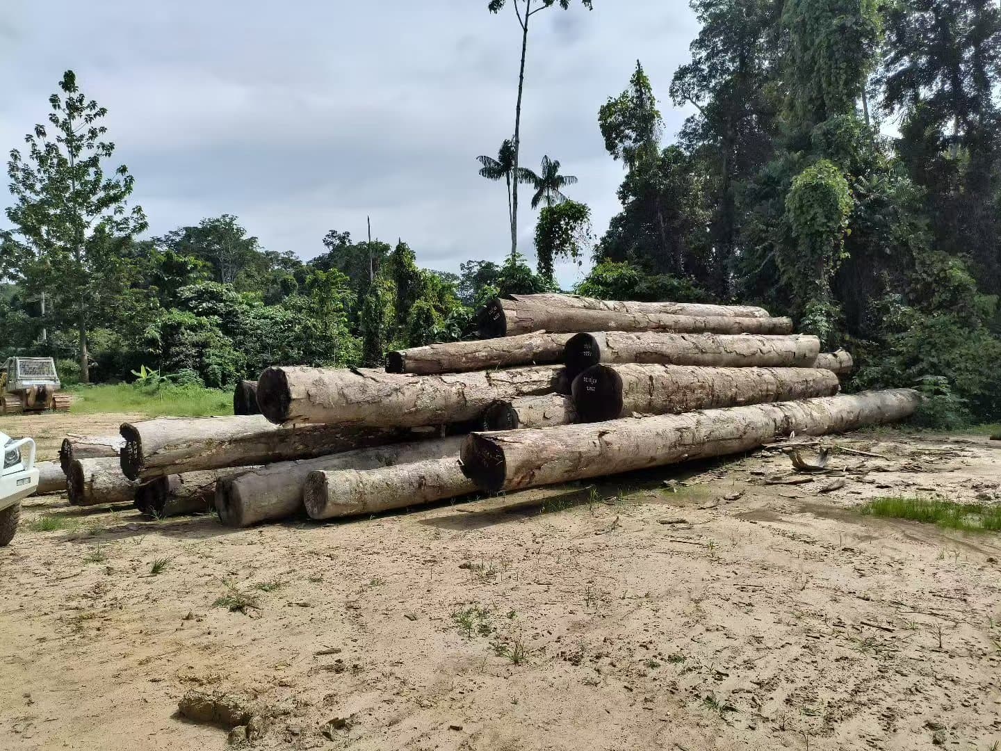 Mixed Hardwood Logs supply evidence