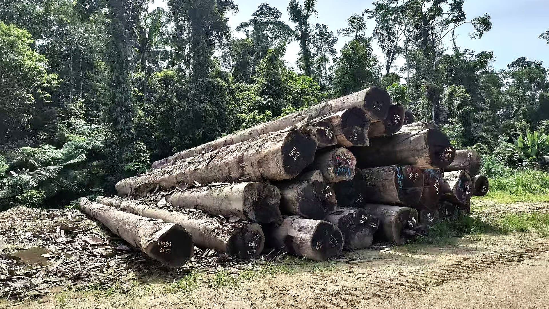 Papua Hardwood Export Guide