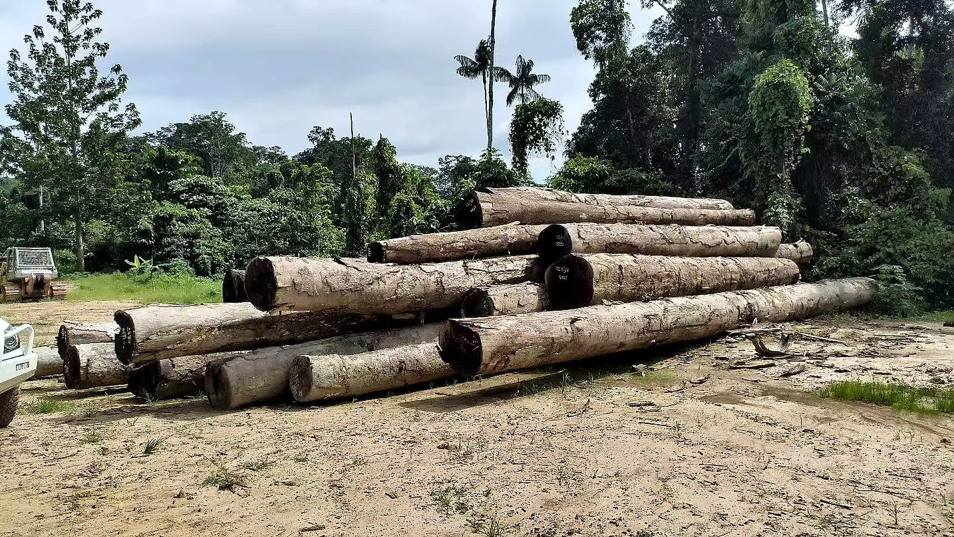 Papua hardwood source logs for export production